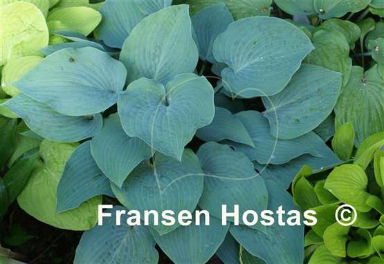 Hosta Theo's Blue